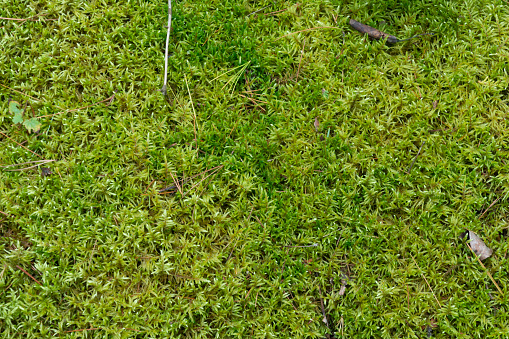 Soft green mossy woodland floor natural background with leaf debris and feathery moss fronds.