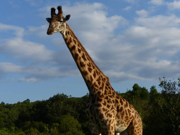 Giraffes stock photo