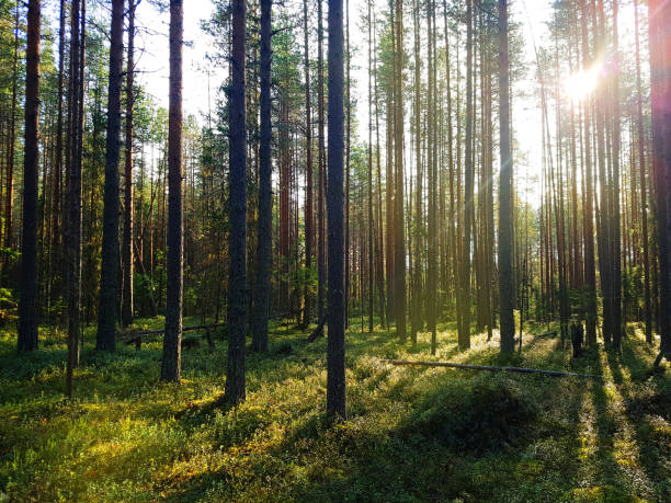 istock Pine forest in Karelia with sunshine and green moss 1048896422