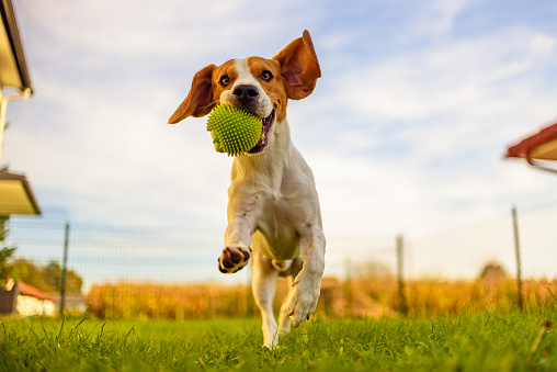 Diversión de perro Beagle en jardín al aire libre correr y saltar con la bola a la cámara de photo