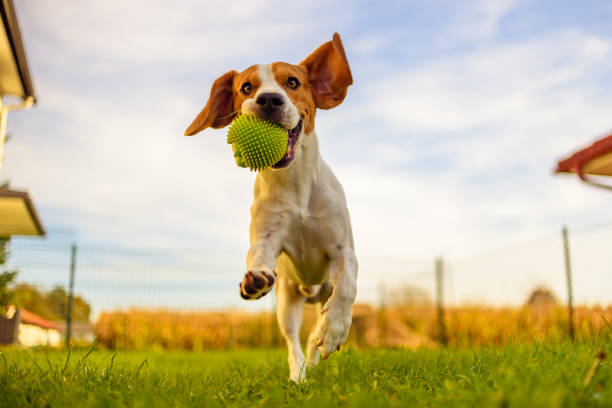 Beagle dog fun in garden outdoors run and jump with ball towards camera Beagle dog fun in garden outdoors run and jump with ball towards camera obedience photos stock pictures, royalty-free photos & images