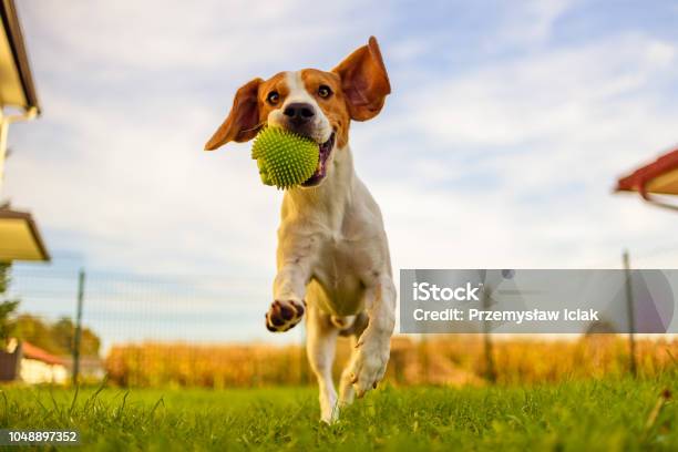 Beagle Dog Fun In Garden Outdoors Run And Jump With Ball Towards Camera Stock Photo - Download Image Now