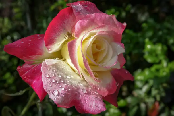Beautiful rose Double Delight in the sun. In its pink and cream petals, a spider hid from the rain.