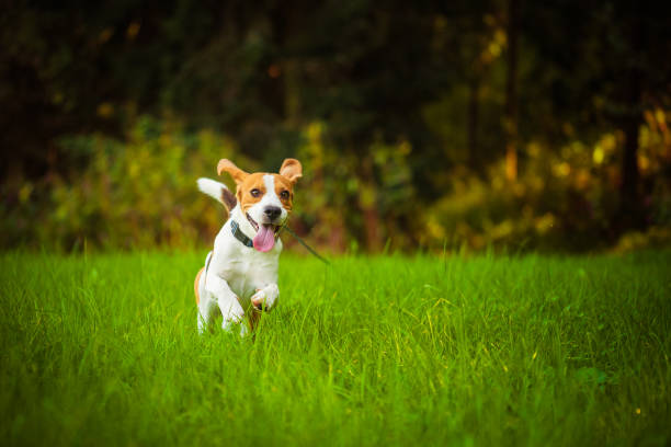 istock Beagle dog fun on meadow in summer outdoors run and jump towards camera 1048897518