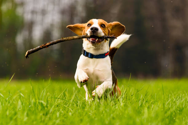 istock Dog Beagle with a stick on a green field during spring runs towards camera 1048902292