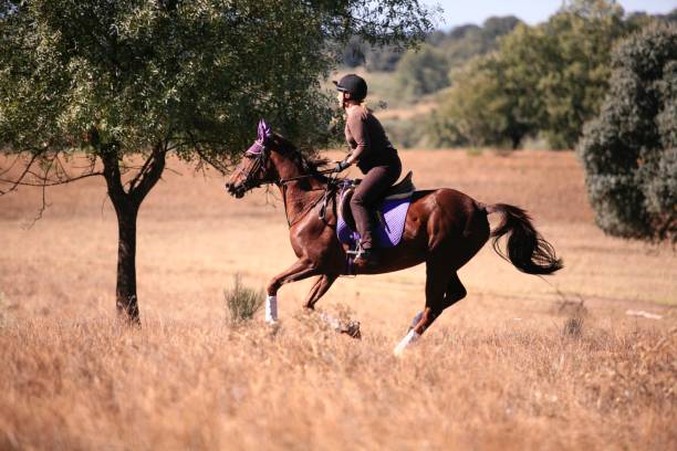 istock Horse & rider 1 1048902558