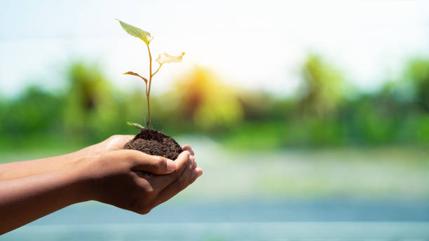 tag der umwelt-erde in den händen der bäume, die sämlinge wachsen. bokeh grünen hintergrund männliche hand bereich naturrasen konservierungskonzept wald baum festhalten. - growth new life seedling child stock-fotos und bilder