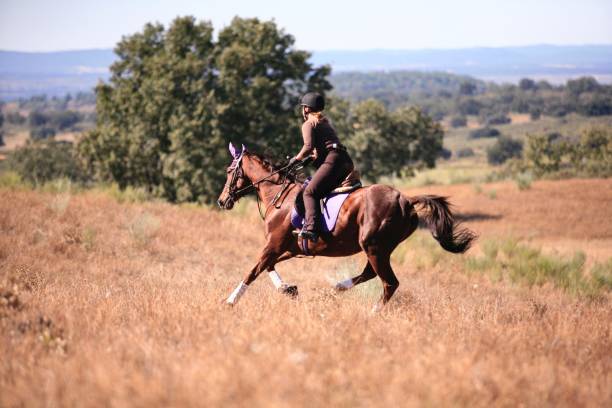 istock Horse & Rider 8 1048903814