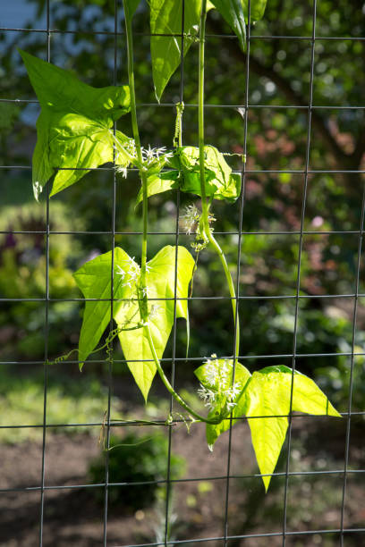 istock climbing plant with flowers on a wire mesh 1048907134
