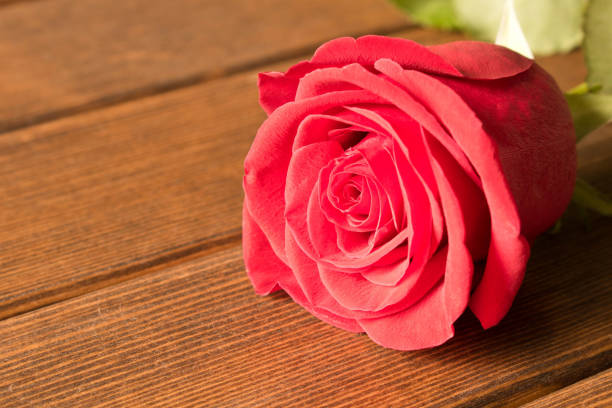 istock A beautiful rose on a wooden table. Conceptual design for greeting card 1048907420