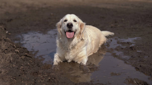 istock Funny picture - a beautiful thoroughbred dog with joy lying in a muddy puddle 1048908196