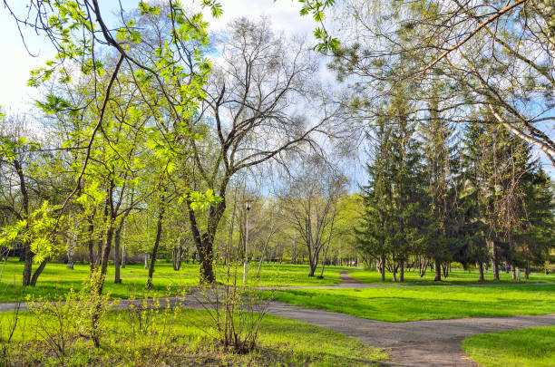 beautiful spring landscape in city park with bright young greenery - wakening imagens e fotografias de stock