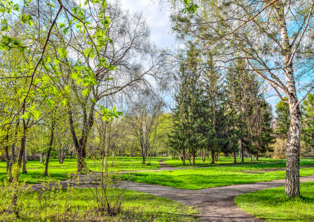 beautiful spring landscape in city park with bright young greenery - wakening imagens e fotografias de stock