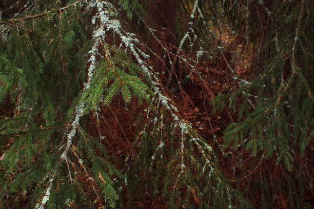 Cover diseased branches of conifers with mold and cobwebs