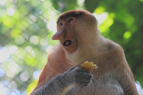 istock portrait of bekantan, long nosed monkey, proboscis monkey 1048912122
