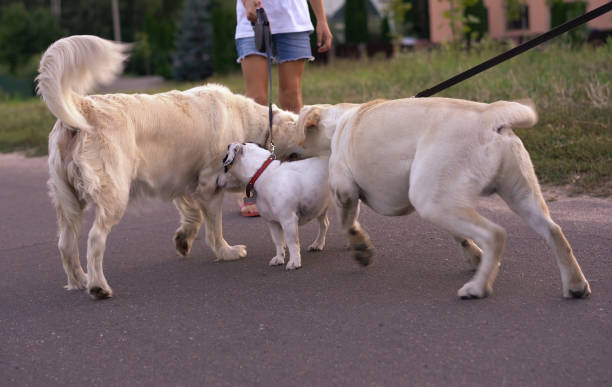 istock meeting two dogs for a walk in the park 1048912904