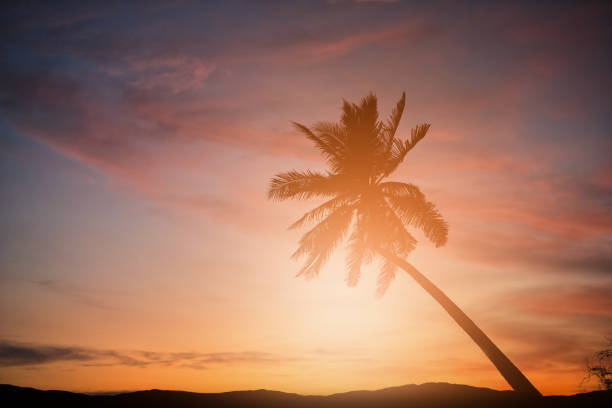 istock Silhouette coconut palm trees on beach at sunset. Vintage tone. 1048918610