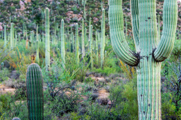 Saguaro National Park in the morning