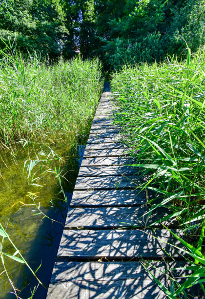 Narrow boat jetty between reeds