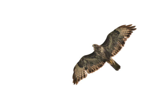 flying common buzzard (buteo buteo) - eurasian buzzard imagens e fotografias de stock