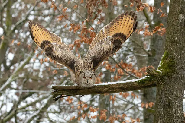 Eagle -owl (Bubo bubo) is starting to fly in a forest.