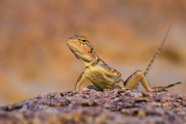 istock The Peninsular rock agama 1048926600