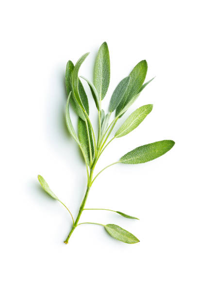 istock Salvia officinalis. Sage branch 1048927258