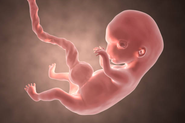 8-weeks human embryo 8-weeks human embryo, scientifically accurate 3D illustration 22-24 weeks fetus stock pictures, royalty-free photos & images