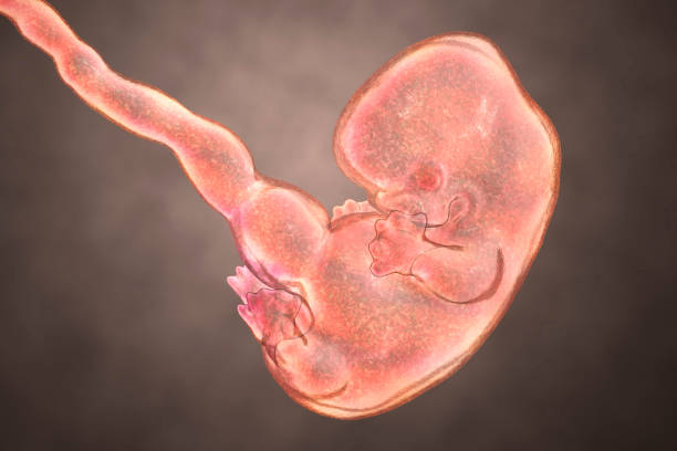 7-weeks human embryo 7-weeks human embryo, scientifically accurate 3D illustration 7 week fetus stock pictures, royalty-free photos & images