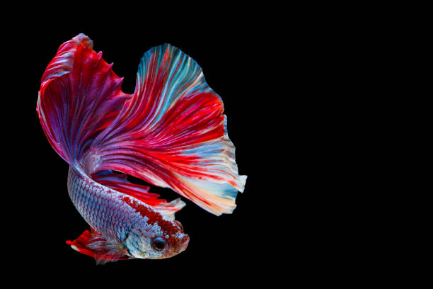 istock Betta Siamese fighting fish, Betta splendens Pla-kad biting fish Thai,popular aquarium fish. Red White blue Thailand flag half moon isolated on black 1048928364