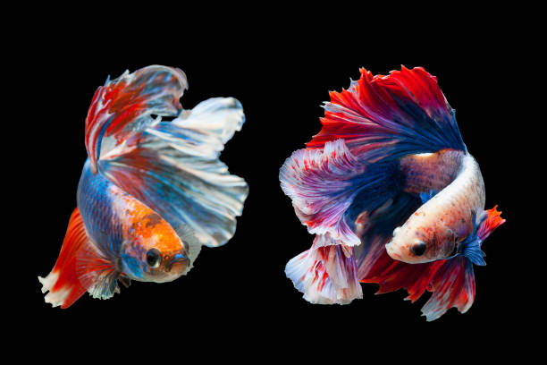 istock Betta Siamese fighting fish, Betta splendens Pla-kad biting fish Thai,popular aquarium fish. Red White blue Thailand flag half moon isolated on black 1048928650