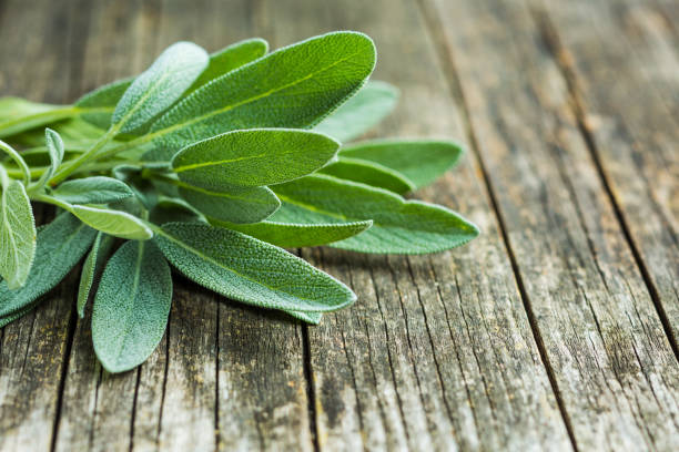 istock Salvia officinalis. Sage branch 1048931046
