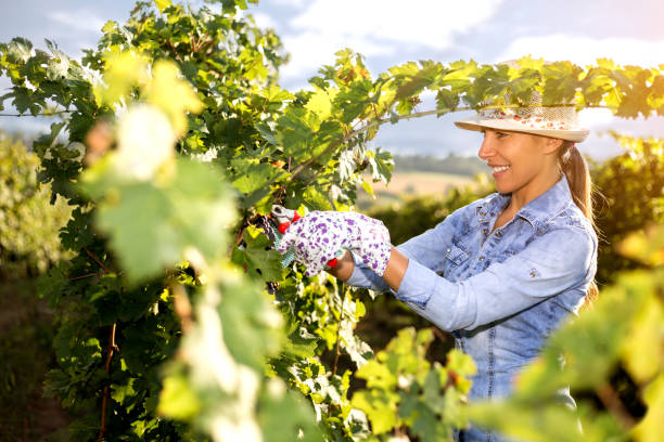 istock Woman in Vineyard Harvesting Grapes 1048931222