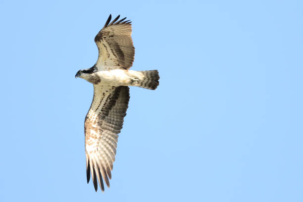 istock Osprey * Osprey * * Pandion haliaetus * 1048931530