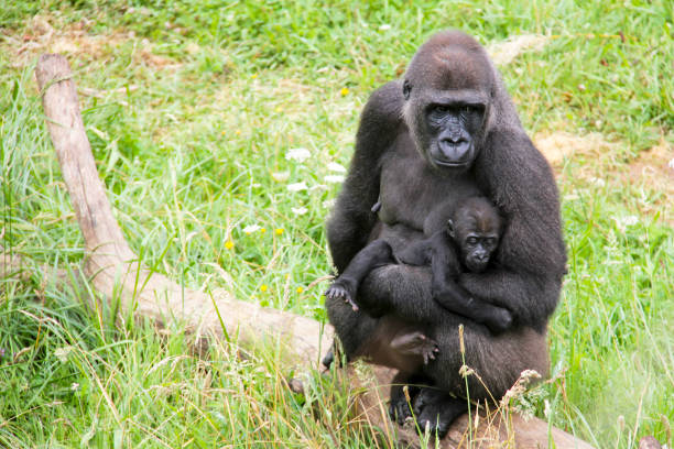 mama i goryl dziecka - gorilla zoo animal silverback gorilla zdjęcia i obrazy z banku zdjęć
