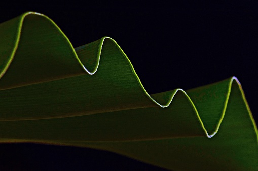 Curves of Bird's nest fern leaf.