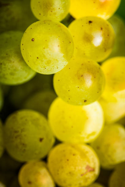 White grape in a vineyard during autumn.