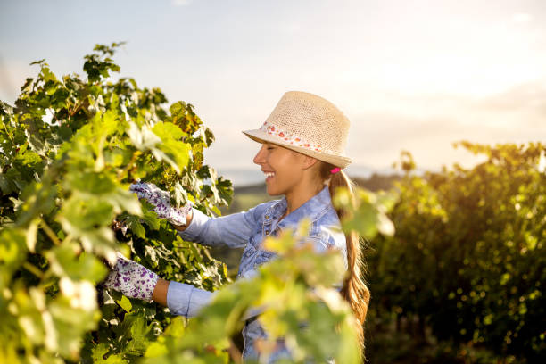 istock Woman in Vineyard Harvesting Grapes 1048932192