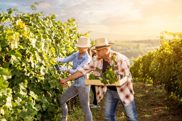 istock Man and woman harvesting in vineyard 1048932902