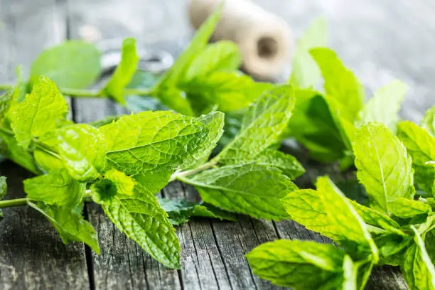 Branch mint leaves on old wooden table.