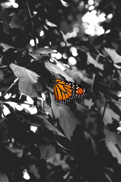 Monarch Butterfly on black and white background