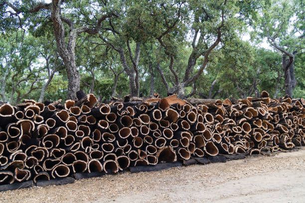 istock Korkeiche - Quercus suber L. 1048937630