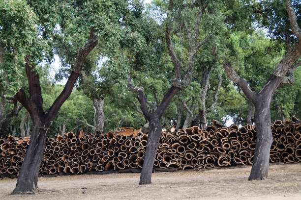 korkeiche - quercus suber l. - mantar ağacı stok fotoğraflar ve resimler