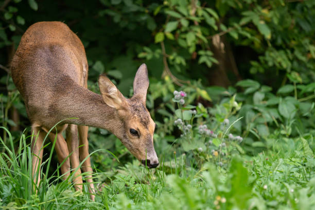 istock Roe deer in forest, Capreolus capreolus. Wild roe deer in nature. 1048940634