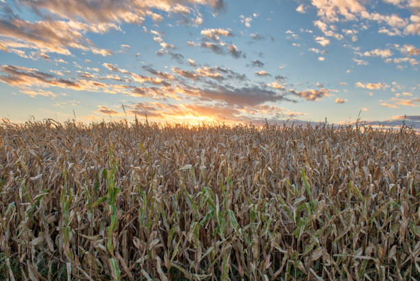 Cloud - Sky, Corn, Corn - Crop, Farm, Field