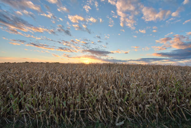 istock Beautiful sunset and country corn field 1048940968