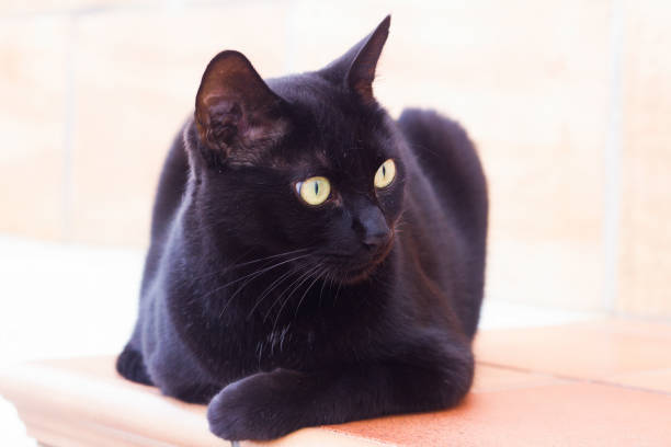 istock Black cat with yellow eyes, relaxed on a shelf 1048941026