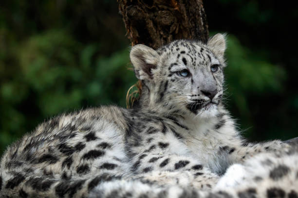 istock Baby snow leopard (Panthera uncia). Young snow leopard. 1048941068
