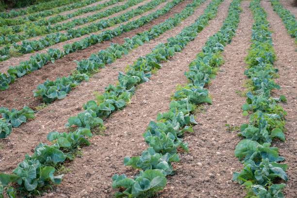 istock Agricultural plants in rows. Field with crops growing. View from above, upper view. Cauliflower and Cabbage Crops field. soil. Plantation. Horizontal 1048941522