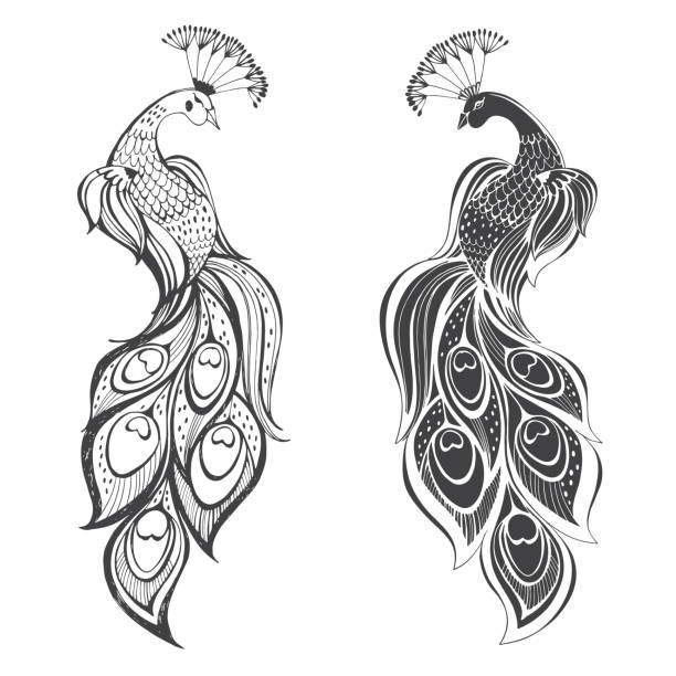 Peacocks. Vector illustration, two variants. Isolated elements on white background. Peacocks. Hand drawn vector illustration, sketch. Elements for design. peacock stock illustrations